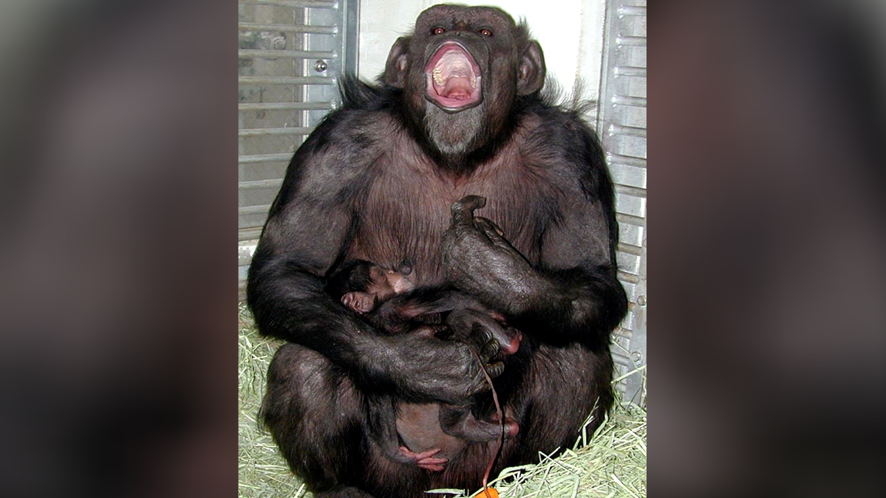 "ไอ" ชิมแปนซีอัจฉริยะที่ญี่ปุ่น นับเลข-วาดภาพได้ ตายด้วยโรคชรา ขณะมีอายุ 49 ปี 