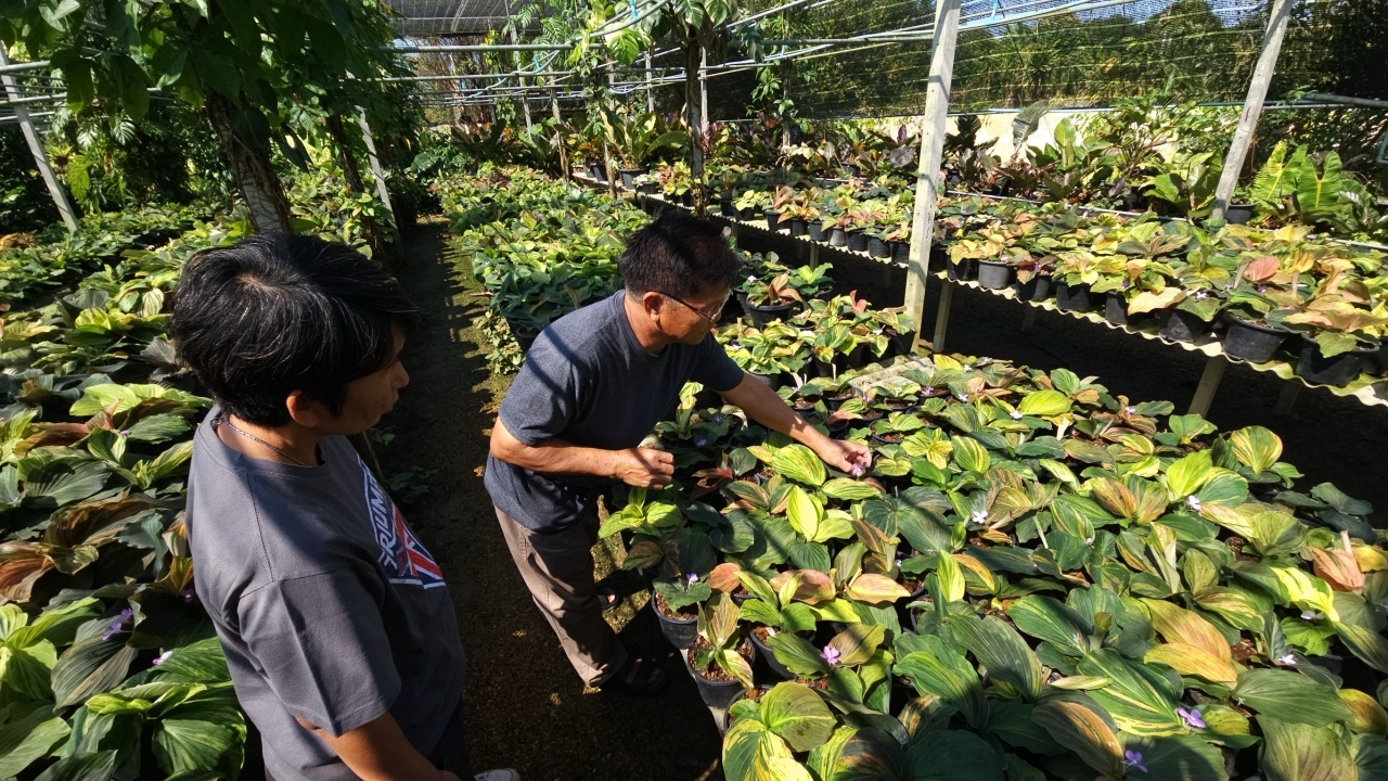 พัฒนาสายพันธุ์ “ต้นเปราะ” พืชสมุนไพร สวยงาม ส่งออกต่างประเทศ