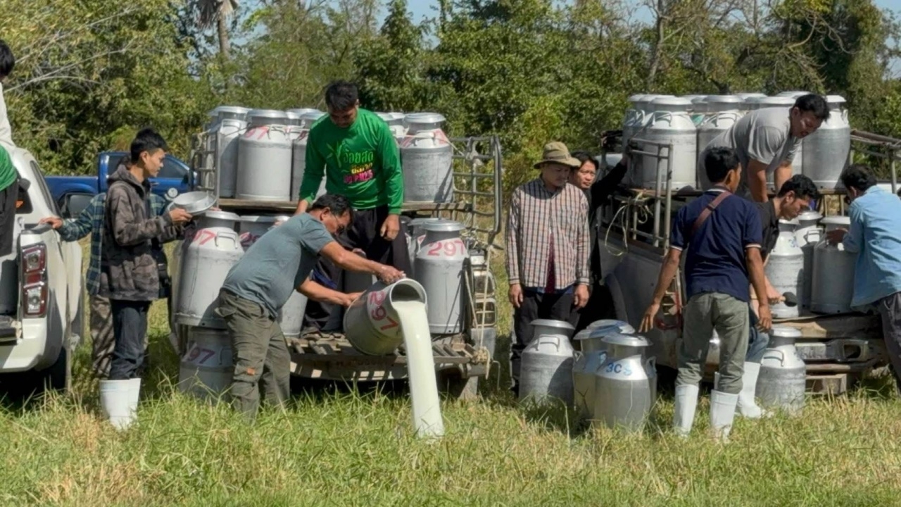 เกษตรกรเทน้ำนมดิบทิ้ง หลัง อสค. ไม่รับซื้อ อ้างขาดทุนจากปัญหาภายใน