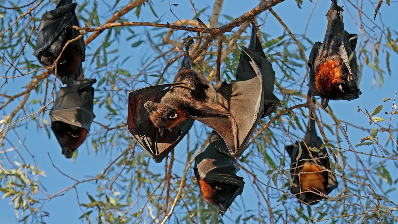 ชาวออสเตรเลียปวดหัว ฝูงค้างคาวแม่ไก่บุกสวนหลังบ้าน ร้องรัฐเร่งแก้ปัญหา