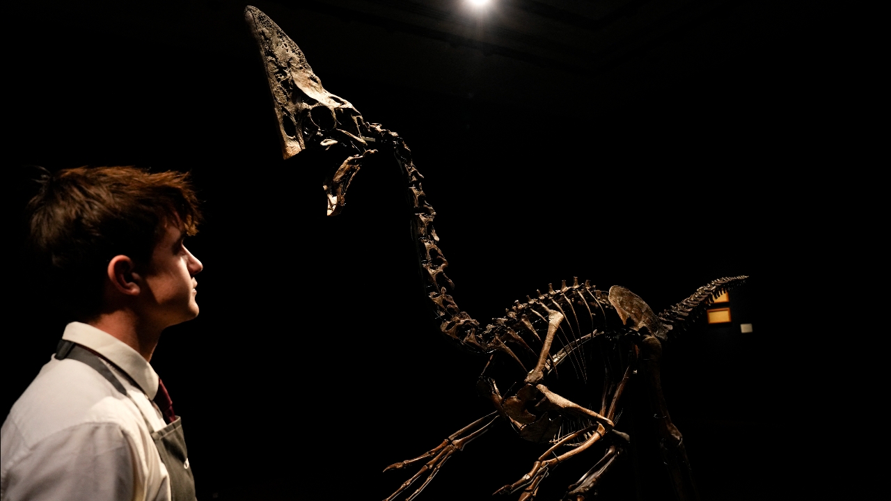 อังกฤษประมูลโครงกระดูกไดโนเสาร์ สภาพสมบูรณ์หายากที่สุด ทุบราคา 1,450 ล้านบาท