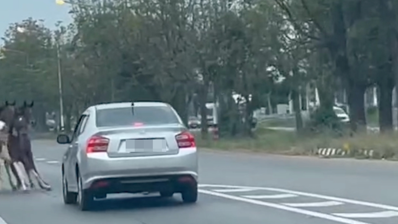 ม้าวิ่งตัดหน้าเก๋ง เบรกไม่ทัน ชนตาย 2 เจ็บ 3 ตัว รถพังเสียหาย