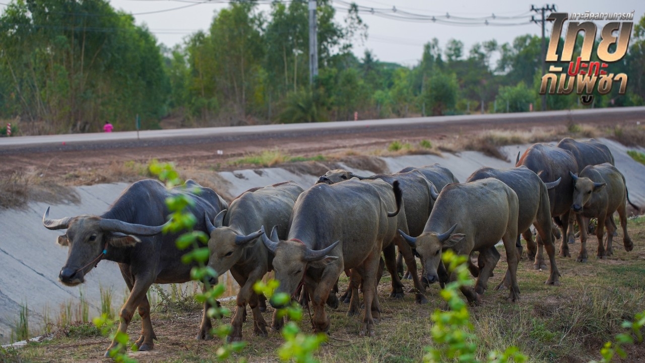 สัตว์เลี้ยงเหตุปะทะชายแดนกระทบแล้ว 5 ล้านตัว รัฐบาลสั่งเร่งช่วยเหลืออพยพ