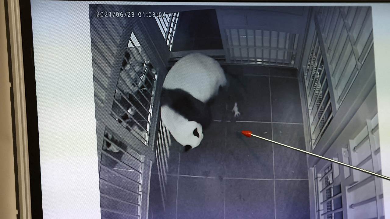 จีนทวงคืนแพนด้ายักษ์คู่สุดท้ายจากญี่ปุ่น เตรียมส่งกลับม.ค.นี้ ไร้แพนด้าเป็นครั้งแรกในรอบ 50 ปี