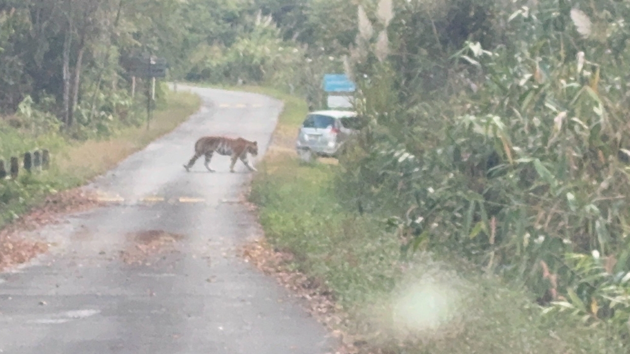 แจ้งเตือนนักท่องเที่ยวระวัง “เสือโคร่ง” บนเขาสลัดได หลังพบเดินเล่นอยู่บนถนน