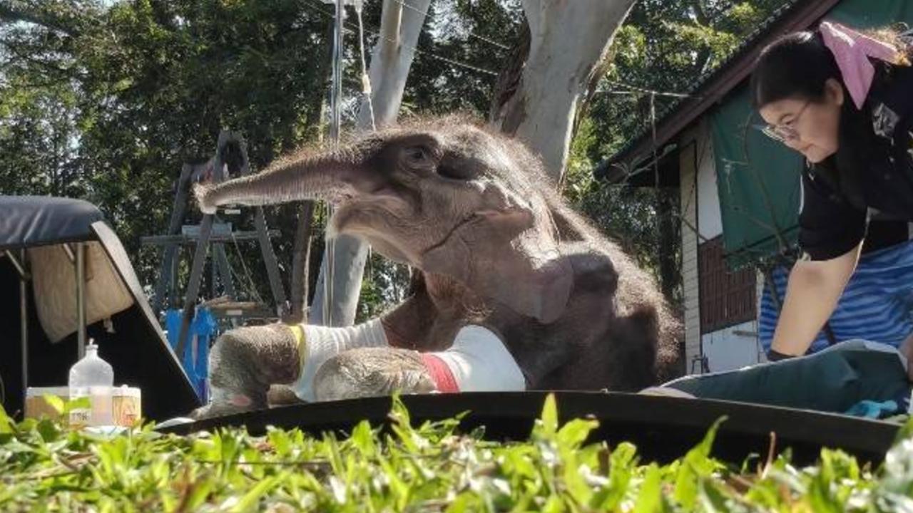 อัปเดตอาการ “น้องข้าวต้ม” ลูกช้างป่า อาการดีขึ้นเป็นลำดับ-ร่าเริงปกติ