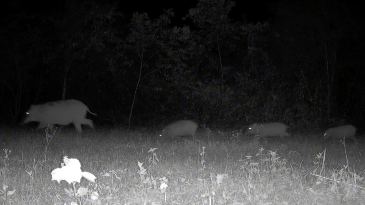 เปิดภาพความน่ารัก ครอบครัวหมูป่า-เสือโคร่ง เดินผ่านหน้ากล้องดักถ่ายสัตว์