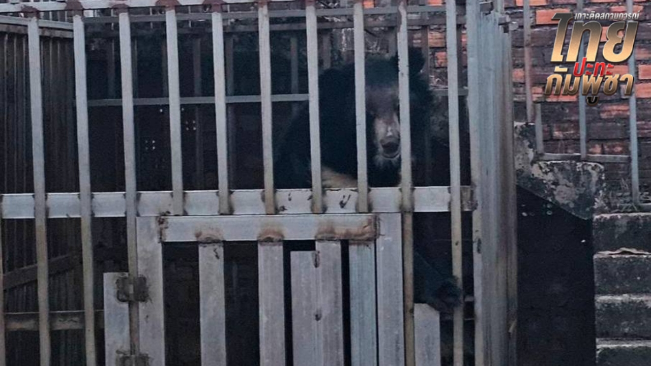 กรมอุทยานฯ มารับตัวสัตว์ป่า 5 ชีวิตแล้ว หลังพบถูกทิ้งอิดโรย คาบ่อนกาสิโนกัมพูชา