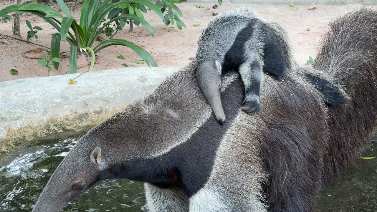 สวนสัตว์เปิดเขาเขียว ชวนโหวตตั้งชื่อ “ลูกตัวกินมดยักษ์” สมาชิกใหม่ตัวล่าสุด