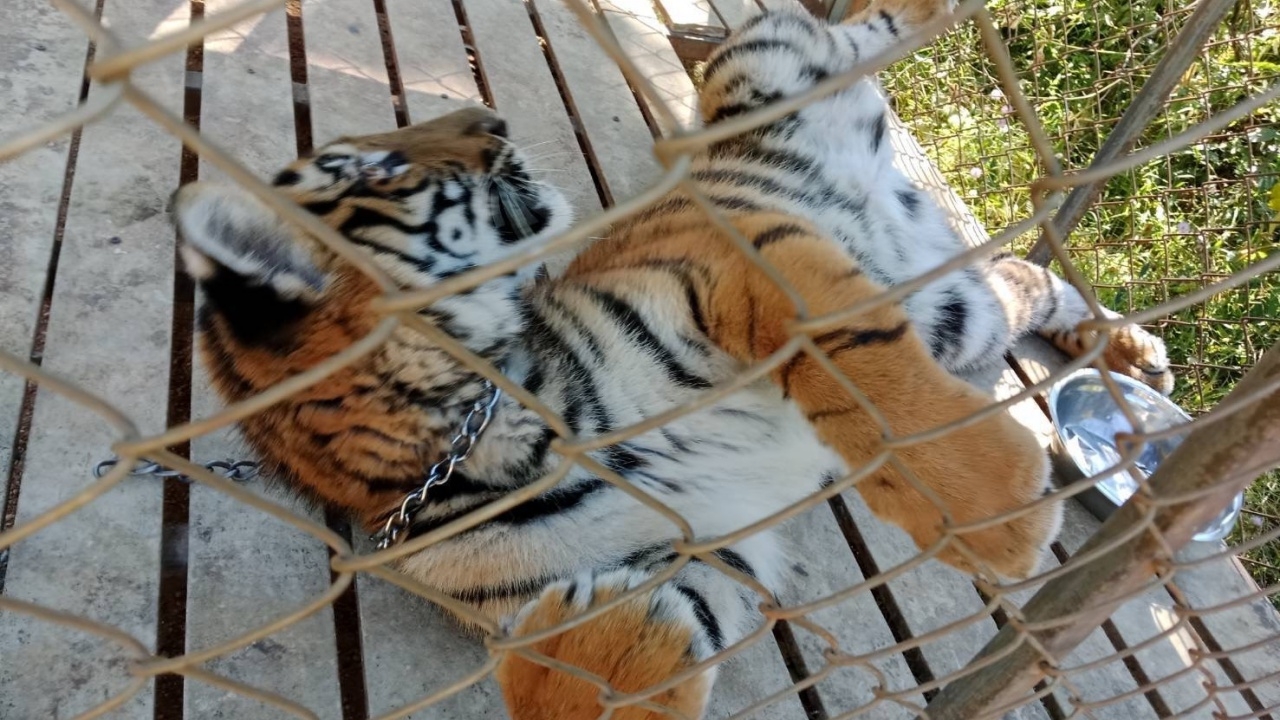 กรมอุทยานฯ รับ "เสือโคร่ง" ไปดูแลต่อ หลังทหาร KNU พบในฐานสแกมเมอร์ฝั่งเมียนมา