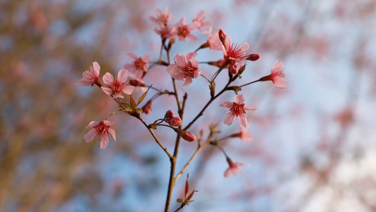 บานแล้ว “ดอกนางพญาเสือโคร่ง” บนยอดเขาภูลมโลผลิดอกเร็วกว่าทุกปี