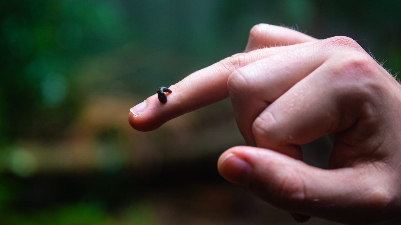 ฝันเห็นปลิง หมายความว่าอย่างไร โบราณว่าจะถูกหวยจริงหรือ