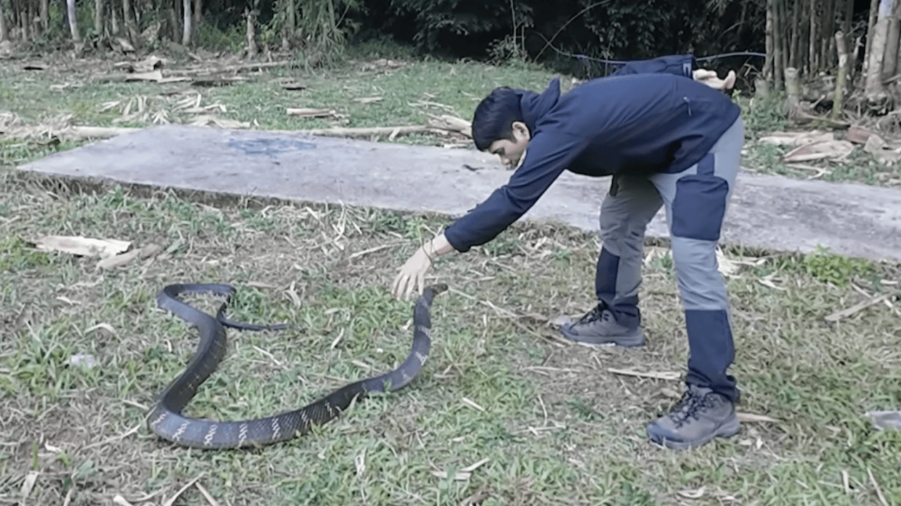 "นิค อสรพิษวิทยา" ไขข้อสงสัยหลังถูก "งูจงอาง" ขย้ำเต็มเขี้ยว แต่แทบไม่เป็นอะไร