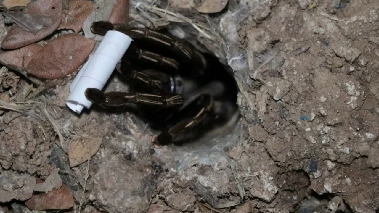 มาตามนัด คอหวยทำพิธีขอเลขเสี่ยงทาย “พญาบึ้ง” ลุ้นโชคงวด 16/12/68