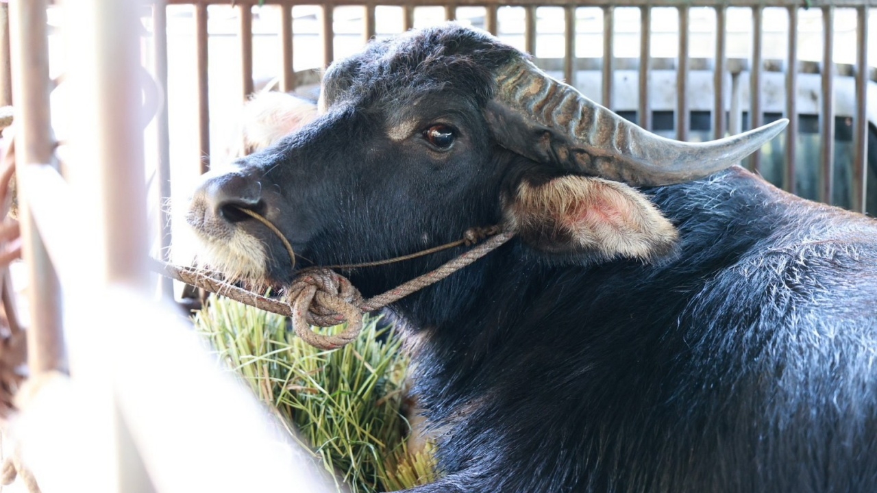Monk Redeems Life of Chao Dui, Buffalo That Gored Owner to Death in Buriram, Saving It from Slaughter - Thairath English
