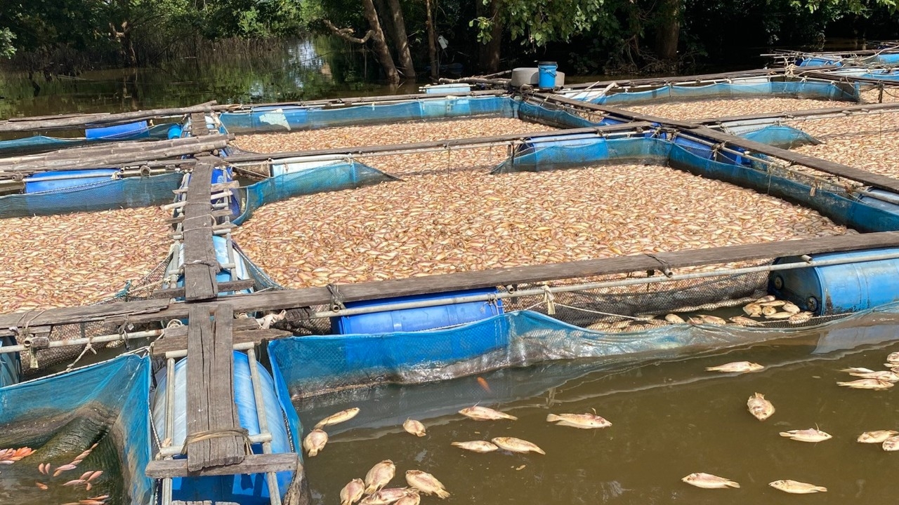 ไม่ด่วนสรุปเหตุปลาตายแม่น้ำปราจีนฯ กรมควบคุมมลพิษลุยตรวจสอบอะลูมิเนียมในน้ำ