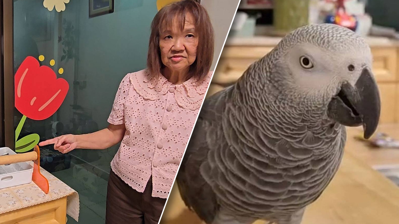 ใครเจอให้ 100,000 บาท อดีตอาจารย์ประกาศตามหา "นกแอฟริกันเกรย์" สุดรัก