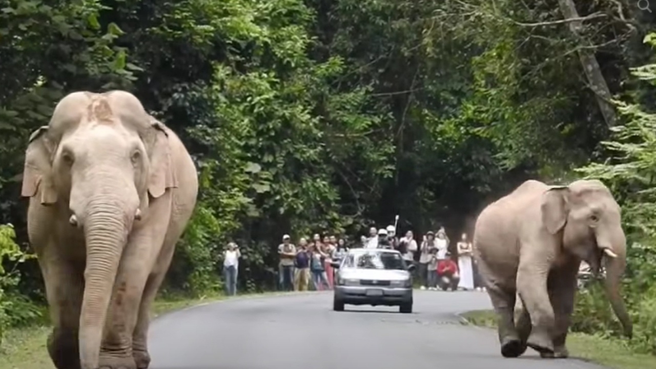 อุทยานฯ เขาใหญ่ ลุยเอาผิดคนขับรถเร็ว หวิดชน "พ่องาทอง-ต้นกล้า" ช้างป่าพ่อลูก