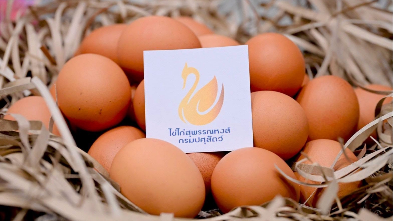 กรมปศุสัตว์เปิดตัว "ไข่ไก่สุพรรณหงส์" ลุยตลาดพรีเมียม แนะทานดิบได้อย่างปลอดภัย 
