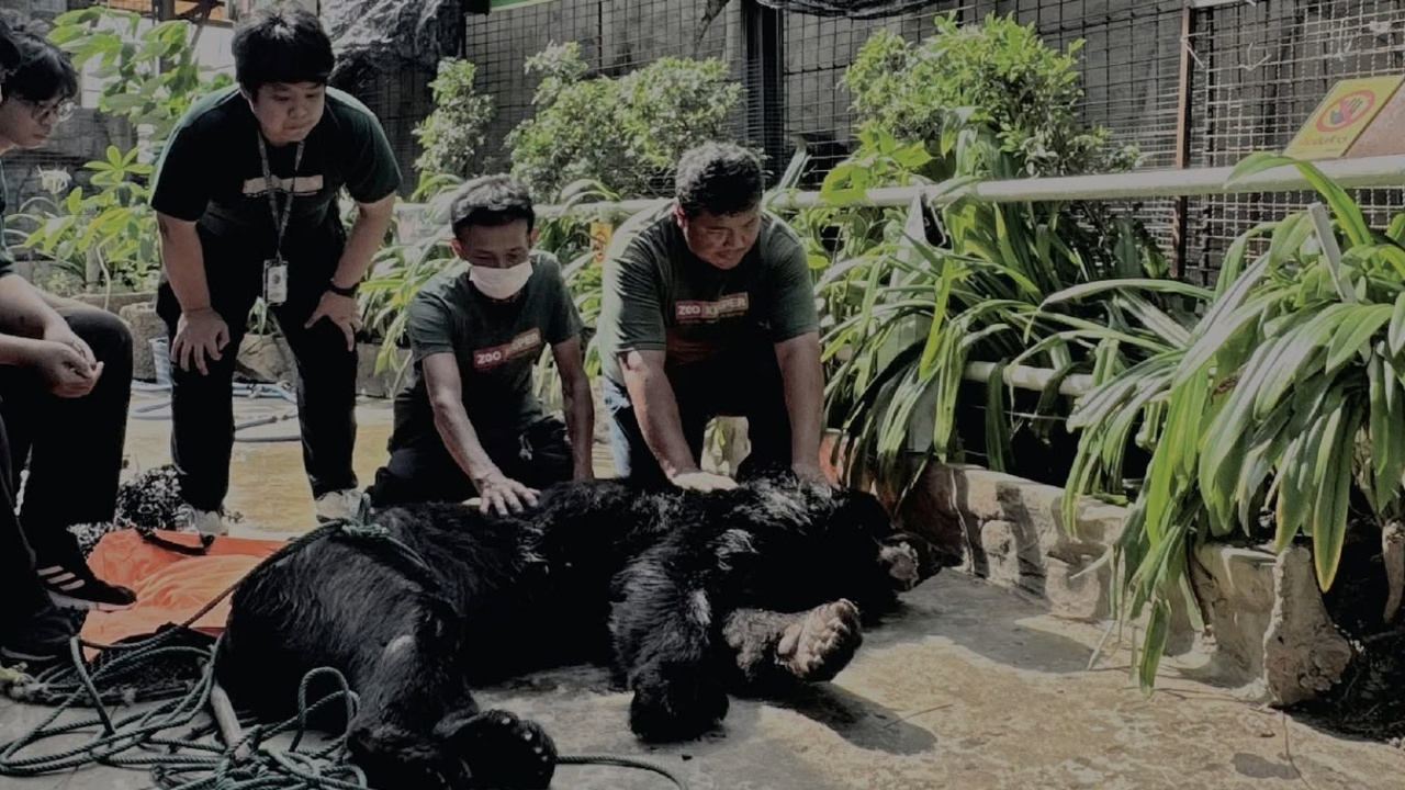 ปิดตำนาน "ปู่ดำเงา" หมีควายอายุยืนมากสุดในไทย แห่งสวนสัตว์พาต้า สิ้นใจแล้ว