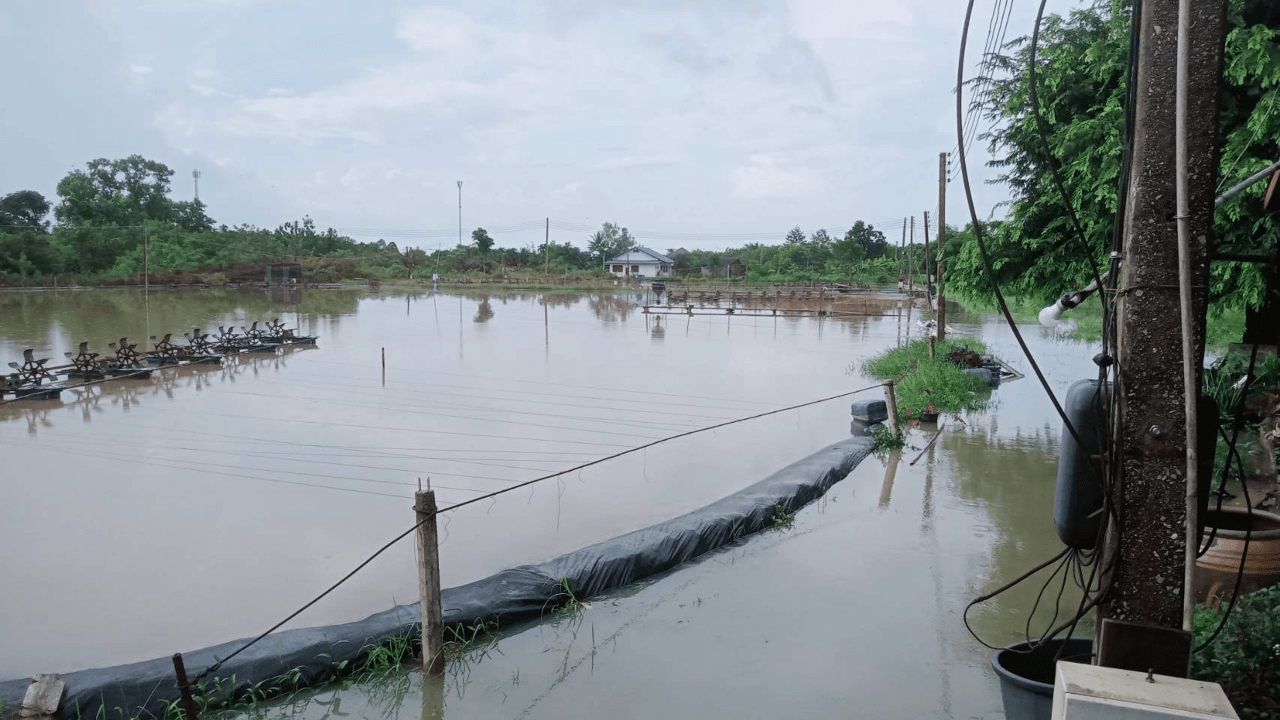 ผงะกุ้งไทยอ่วมหนักเจอศึกสองด้านรุม น้ำท่วมซ้ำวิกฤตส่งออก!