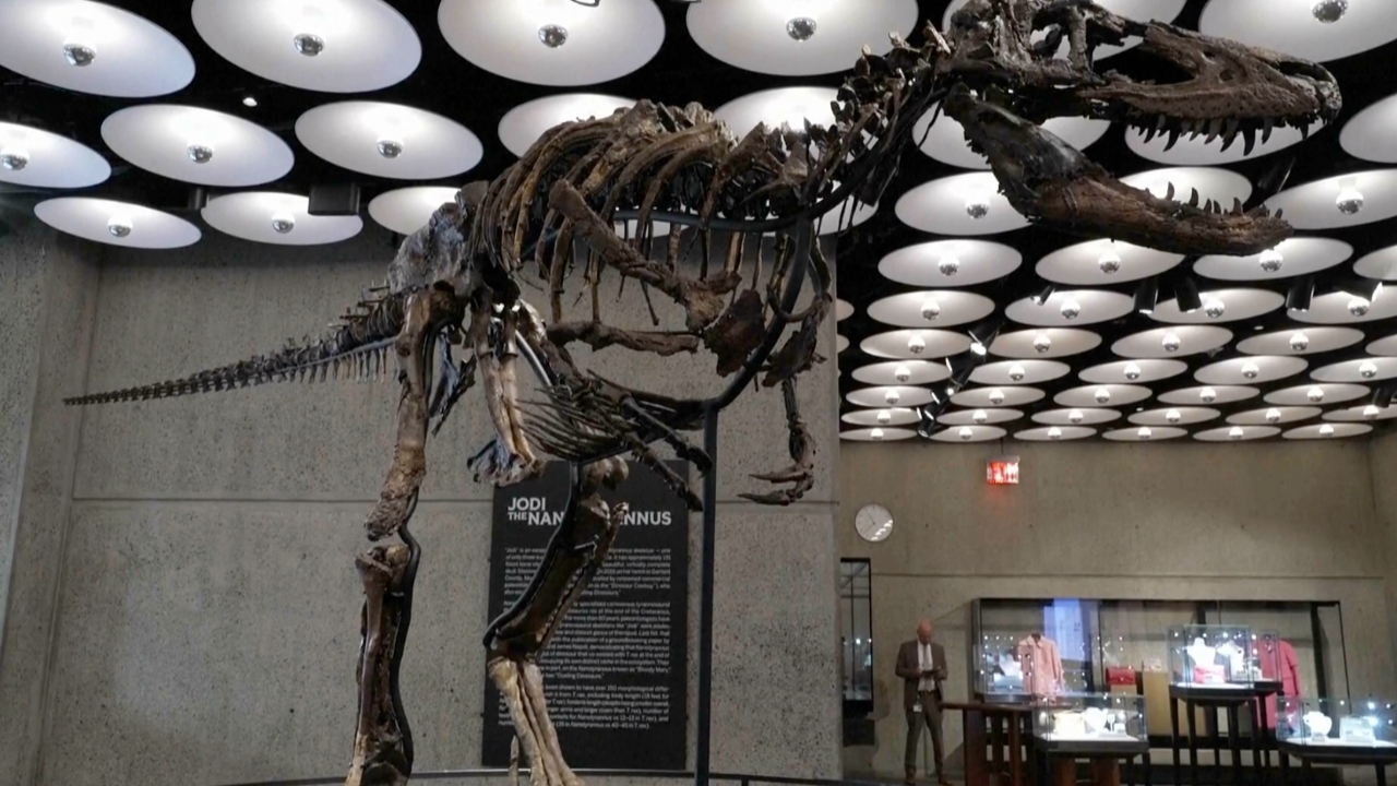 เปิดตัว ฟอสซิลไดโนเสาร์เครือญาติ T. rex หายาก ก่อนเปิดประมูล คาดเคาะราคาสูงสุด 9 ล้านดอลลาร์