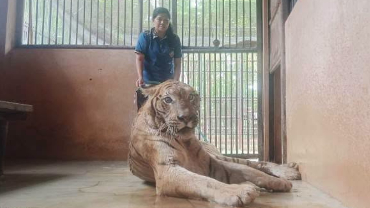 "คุณยายข้าวคั่ว" เสือโคร่งวัย 19 ป่วยแต่ใจยังสู้ สัตวแพทย์ดูแลใกล้ชิด 24 ชม.