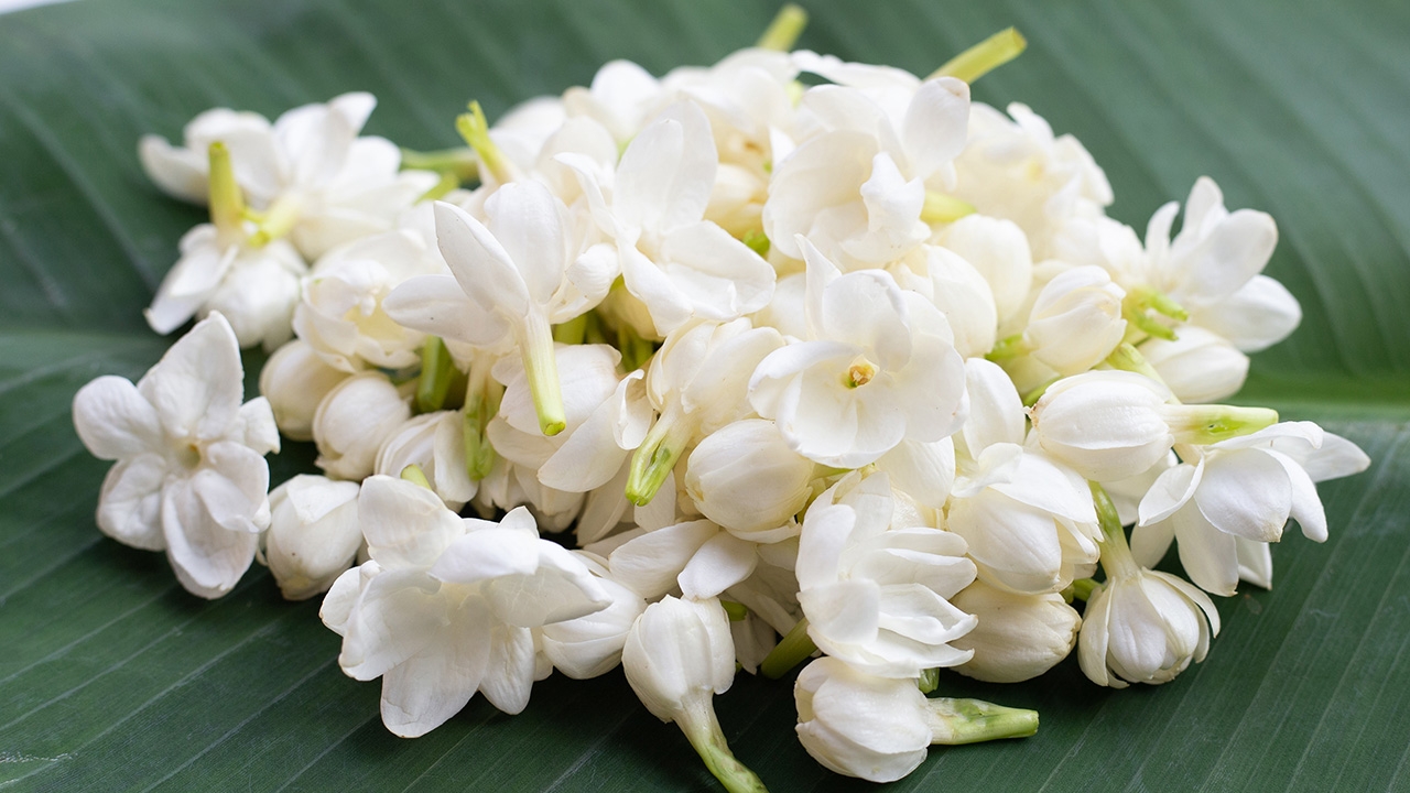 วันแม่ 2569 ส่องประโยชน์ "ดอกมะลิ" สรรพคุณบำรุงหัวใจ-ถอนพิษไข้ ไม่ได้มีดีแค่ความหอม