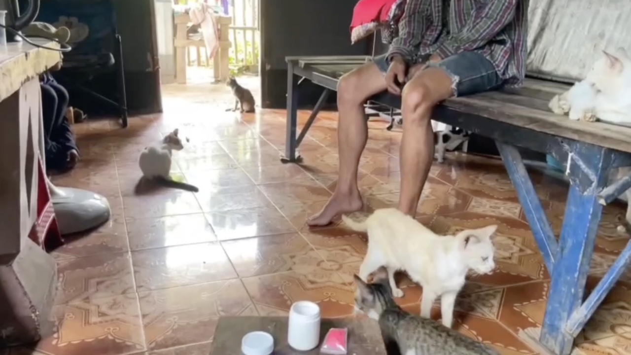 รวบ "หนุ่มทาสแมว" ซุกยาบ้า 86 เม็ดใต้กองถ่าน อ้างรับมาขาย หาเงินดูแลแมว 54 ตัว