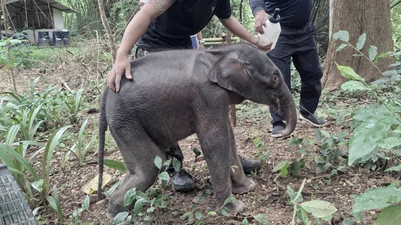 สุดเศร้า "จิ๋วไทรโยค" ลูกช้างป่าพลัดหลง จากไปอย่างสงบแล้ว