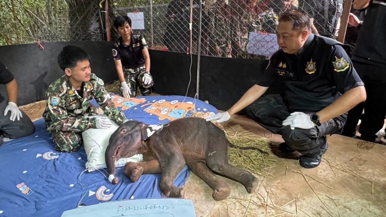 “สุชาติ” เสียใจ “จิ๋วไทรโยค” ลูกช้างพลัดหลงจากไปแล้ว ขอบคุณช่วยกันดูแลจนวาระสุดท้าย