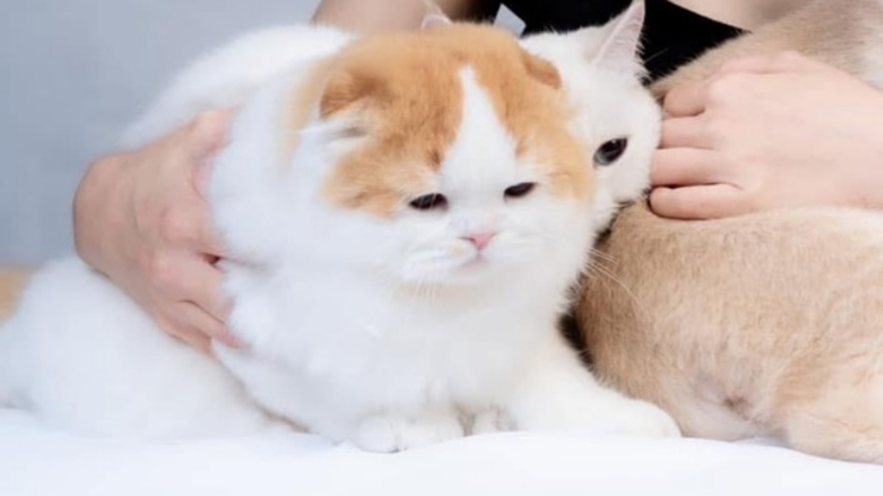 เป็นห่วงมาก เจ้าของตามหา "ปี่เซียะ" แมวสก๊อตติชหายตัวไป มีสินน้ำใจตอบแทน 1 แสน