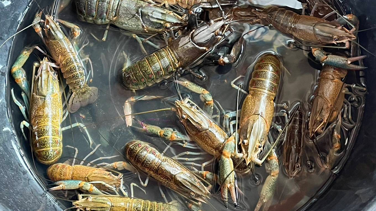 เกษตรฯ คุมเข้มสัตว์น้ำต่างถิ่น สกัด "ปลาหมอคางดำ-กุ้งก้ามแดง" ระบาดทำลายระบบนิเวศ