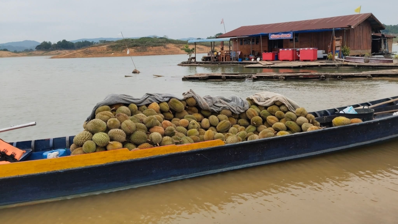 ชาวสวนสุดช้ำ ขับเรือส่ง "ทุเรียนหัวต้า" กว่า 1,000 กก. ขึ้นฝั่งได้ กลับไร้เงาคนซื้อ