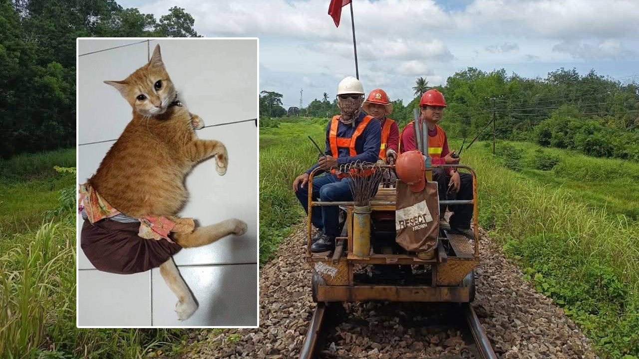 การรถไฟฯ เร่งปูพรมค้นหา "แมว" ผู้โดยสารสูญหายระหว่างทาง พร้อมสอบข้อเท็จจริง
