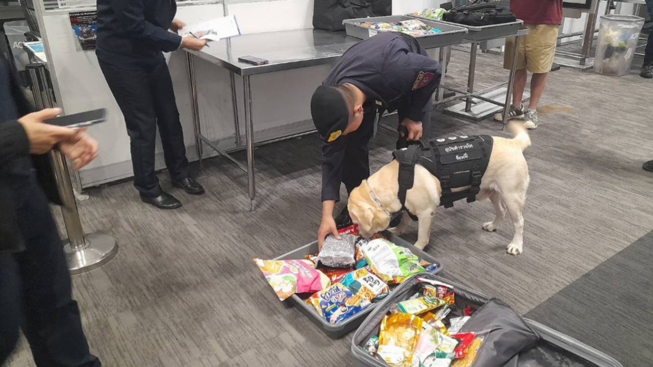 สุนัขตำรวจ K9 ลุยสแกนกระเป๋าสนามบินสุวรรณภูมิ สกัดยาเสพติดข้ามชาติ