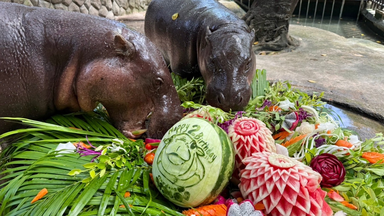 ฉลองใหญ่ครบรอบ 2 ขวบ "หมูเด้ง" ซุปตาร์ระดับโลก เดินหน้าบิ๊กโปรเจกต์ 75 ล้าน
