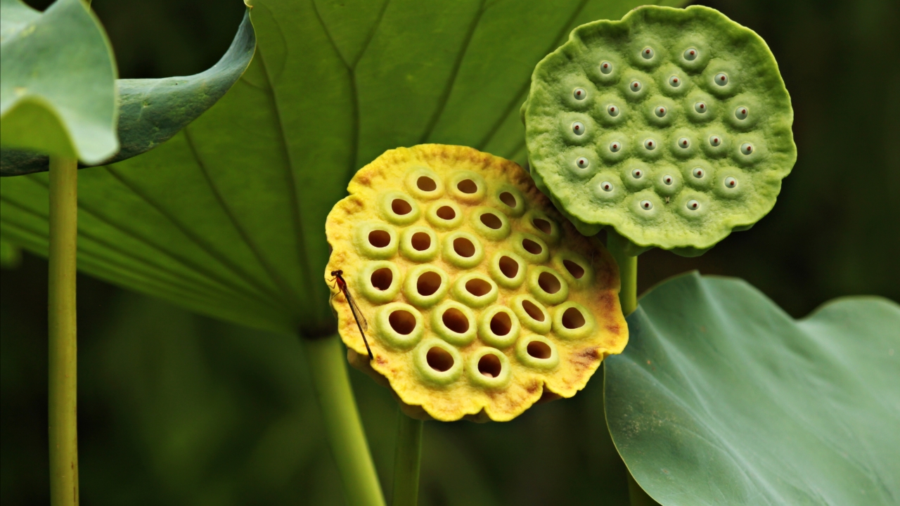 Understanding Trypophobia: Why Some People Feel Nauseous, Get Goosebumps, or Fear Just Seeing Small Holes