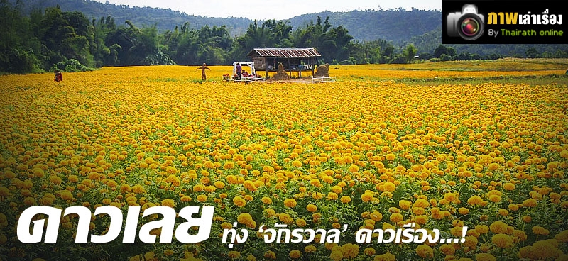 ดาวเลย ทุ่ง 'จักรวาล' ดาวเรือง...!