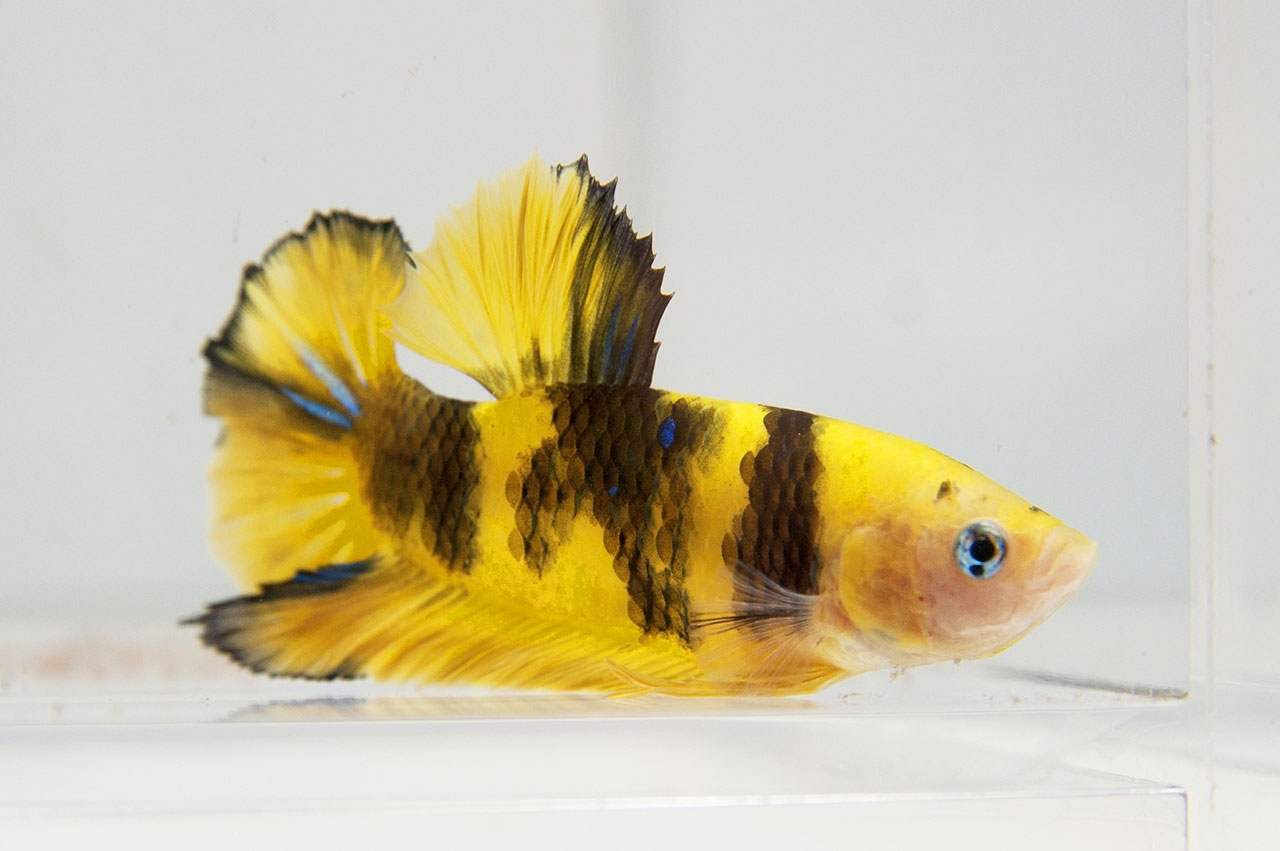 ปลากัดโค่ยไทเกอร์