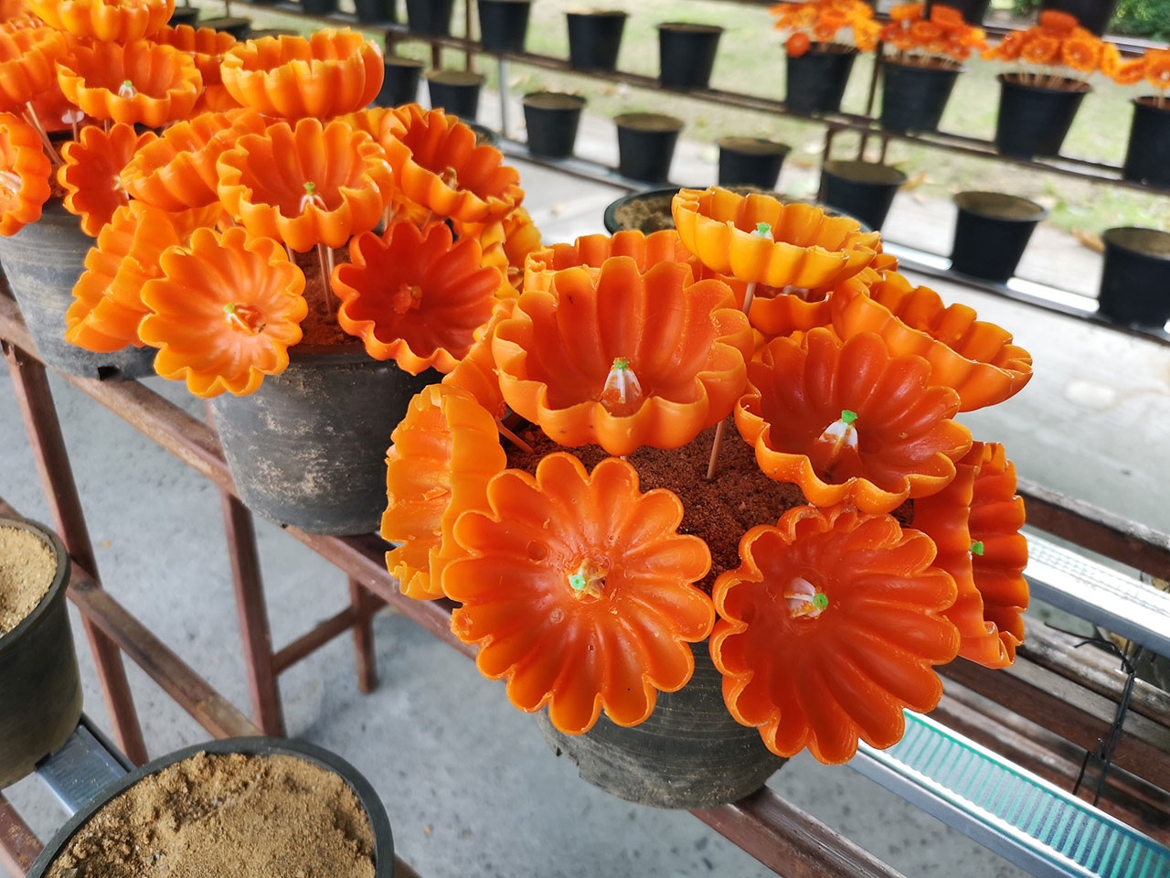 ดอกผึ้งที่ทำจากแม่พิมพ์ผลโพธิ์ทะเล